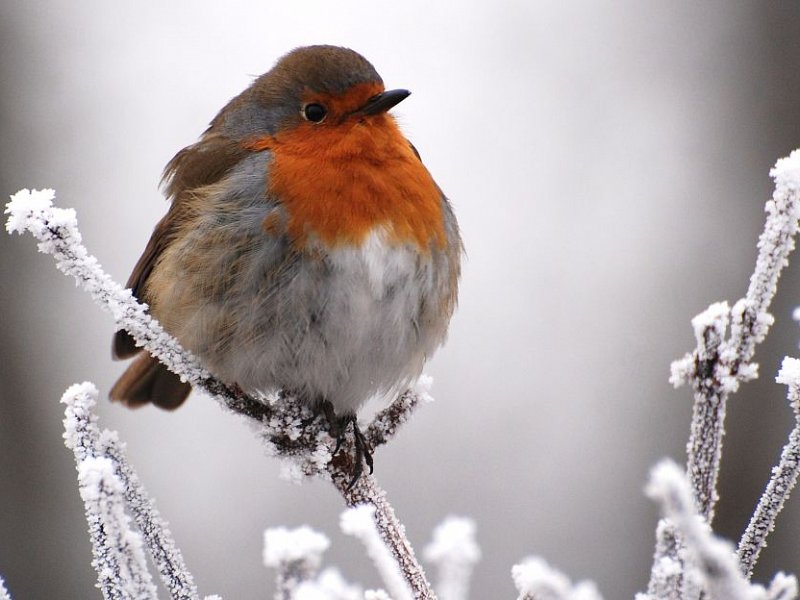 Festive robin
